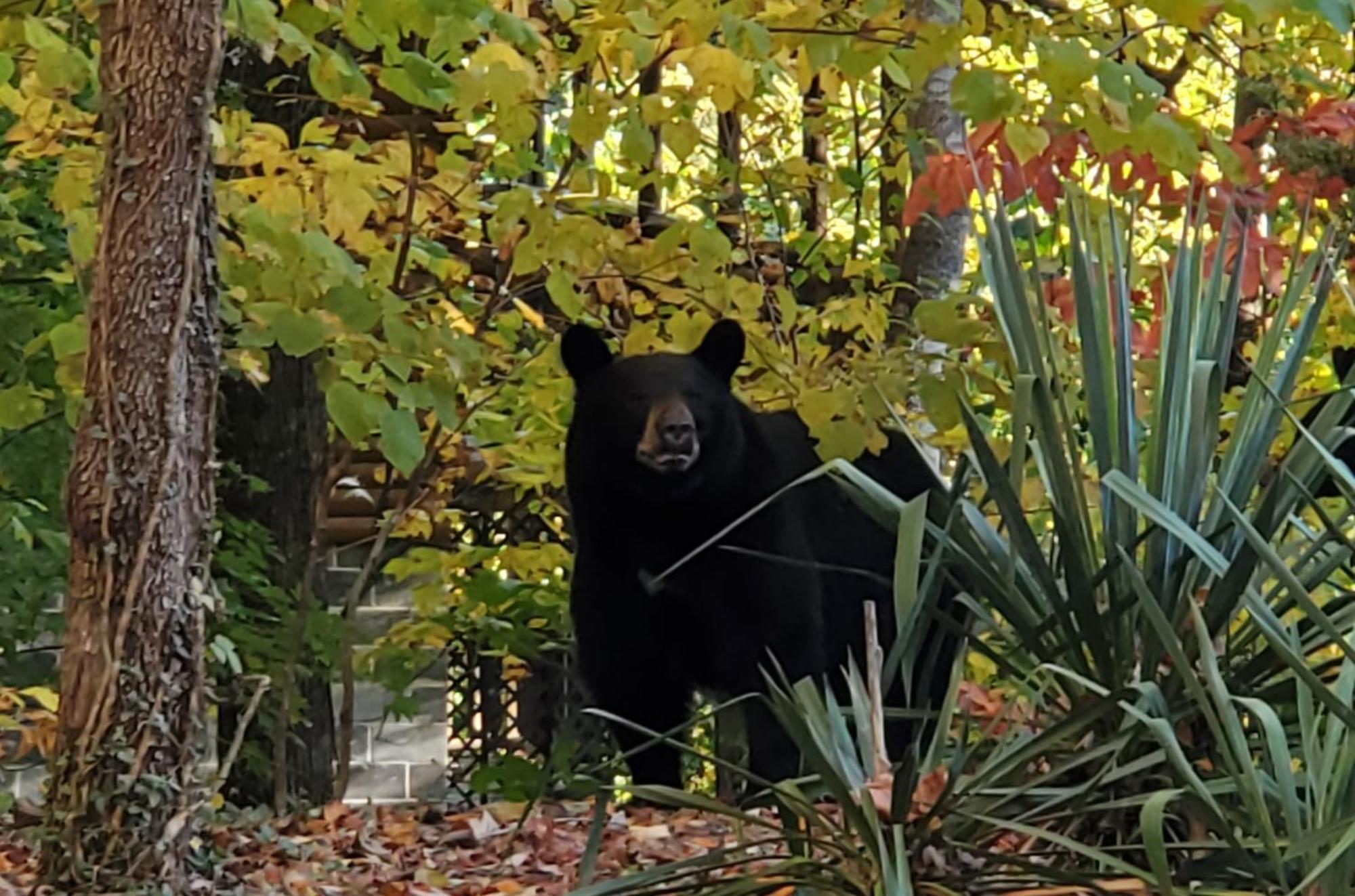 Can'T "Bear" To Leave Βίλα Sevierville Εξωτερικό φωτογραφία